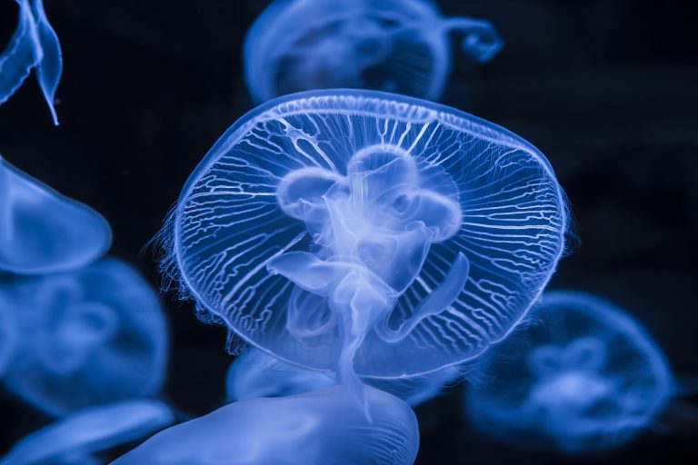 Jellyfish articles picture
