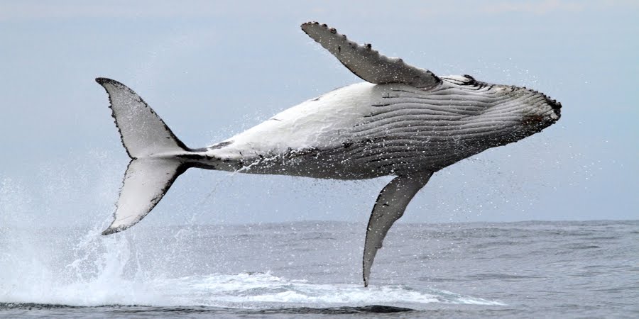 论文 Tpo25 C2 Discuss Whales Breath Huge 托福